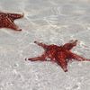 Grand Cayman, Starfish Point
