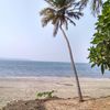 India, Goa, Bambolim beach, palm