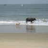 India, Goa, Betalbatim beach, cow