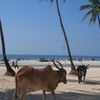 India, Goa, Colva beach, cows