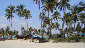 India, Goa, Colva beach, palms