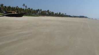 India, Goa, Utorda beach, palms