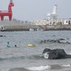 Jeju, Iho Tewoo beach, horses