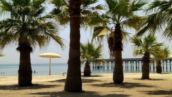 Kuwait, Egaila beach, palms
