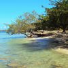 Venezuela, Cayo Muerto beach, tree over water