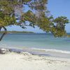 Venezuela, Playa Punta Brava beach, tree