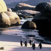 Cape Town, Boulders Beach, pinguins