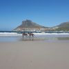 Cape Town, Hout Bay beach, horses