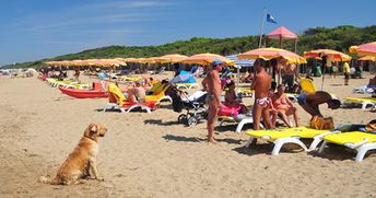 Italy, Tuscany, San Vincenzo, dog beach, 