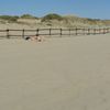 Lazio, Capocotta beach, fence