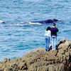 South Africa, Hermanus beach, whale watching