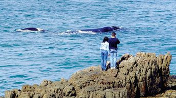 ЮАР, пляж Херманус, наблюдение за китами