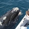 South Africa, Hermanus, whale