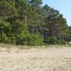 Tuscany, Punta Ala beach, trees