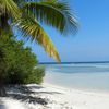 Venezuela, Cayo Pescadores beach, palm