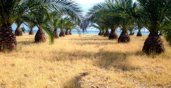 Italy, Roccella Jonica beach, palm groove