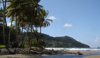 Dominica, Pagua Bay beach, palms
