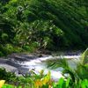 Dominica, San Sauveur beach, palms