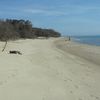 Italy, Basilicata, Lido di Metaponto beach, trees