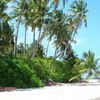 Maldives, Filitheyo beach, palms