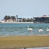 Namibia, Walvis Bay beach, flamingo