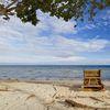 Philippines, Panglao, Momo beach, tree