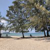 Cambodia, Sihanoukville, Otres beach, trees