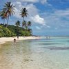 Guadeloupe, Grande Terre, Bois Jolan beach, tree