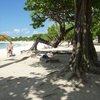 Guadeloupe, Grande Terre, Raisins Clairs beach, trees