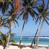 Guadeloupe, La Desirade, Le Souffleur beach, palms