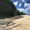 Guadeloupe, Marie-Galante, Anse Canot beach, trees