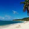 Guadeloupe, Marie-Galante, Capesterre, Feuillere beach, palm