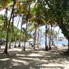 Guadeloupe, Pompierre beach, palms