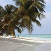 Maldives, Dhaalu atoll, Angsana Velavaru island, palms
