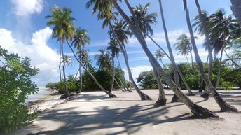Мальдивы, Таа, Гаадхиффуши, пляж с пальмами