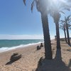 Spain, Costa Barcelona, Pineda De Mar beach, palm grove