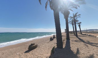 Spain, Costa Barcelona, Pineda De Mar beach, palm grove