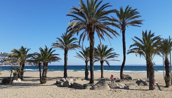 Spain, Costa Brava, Roses beach (Girona), palms