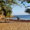 Guadeloupe, Basse Terre, Manbia beach, palms