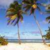 Guadeloupe, Grande Terre, Anse-Bertrand beach, palms