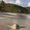 Guadeloupe, Grande Terre, Anse Maurice beach, wet sand