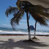 Martinique, Anse Cafard beach, palms