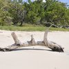 Martinique, Anse Trabaud beach, snag