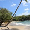 Martinique, Tam Tam beach, palm