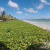 Saint Lucia, Anse Des Sables beach, grass