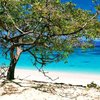 Carriacou, Petit Carenage beach, tree