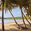 Grenada, La Sagesse beach, palm trees