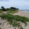 Guadeloupe, Basse Terre, Anse du Petit Fort beach, ivy