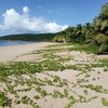 Guadeloupe, Basse Terre, Anse Rifflet beach, ivy