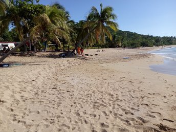 Guadeloupe, Basse Terre, Anse Rifflet beach, two palms